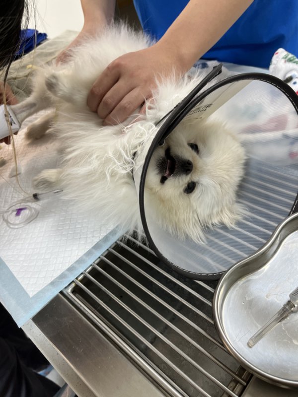 为“毛孩子”打讼事的年青东说念主