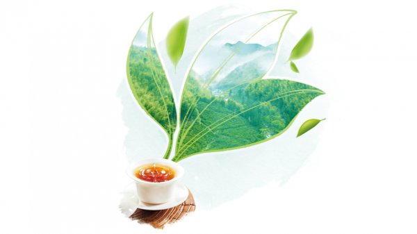 “东谈主在草木间”：江功臣梁永安王彤谈“茶”